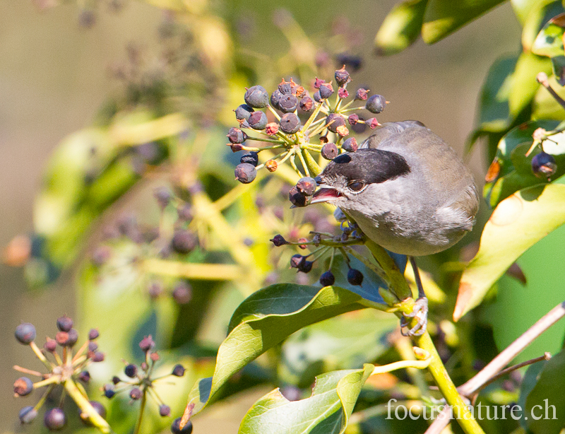Fauvette tete noire 2128.jpg - Fauvette à tête noireSylvia atricapillaEurasian Blackcap (Ermitage, Genève, Suisse, mars 2012). Cet oiseau adore manger les baies du lierre, précieuses pour de nombreux oiseaux en hiver.
